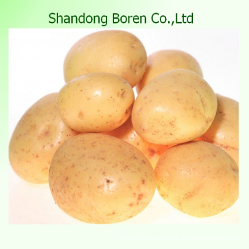 2015 China Batatas De Alta Qualidade
